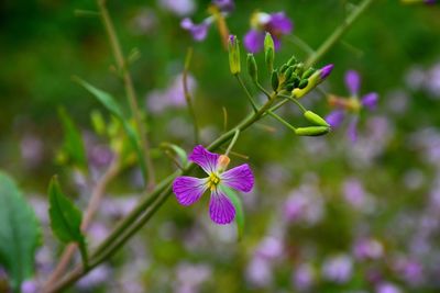 Close-up of purple flowers