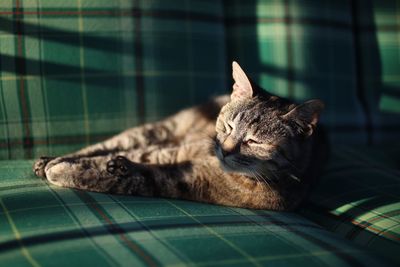 Cat relaxing on sofa at home