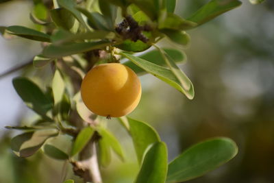 Close-up of lemon growing on tree