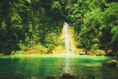 Scenic view of waterfall in forest