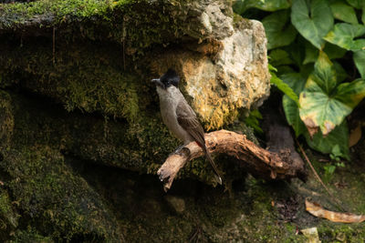 Bird perching on a tree