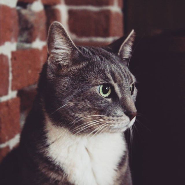 domestic cat, one animal, animal themes, pets, cat, domestic animals, feline, whisker, mammal, close-up, animal head, looking away, focus on foreground, indoors, portrait, alertness, animal eye, animal body part, black color