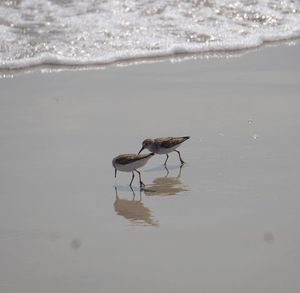 View of bird on beach