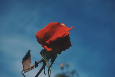Close-up of rose against blue sky