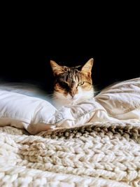 Portrait of cat lying down on bed