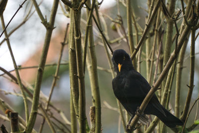 Close-up of bird perching on branch