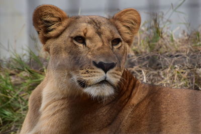 Close-up portrait of a cat