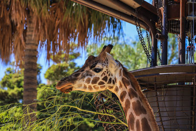 Giraffe in zoo