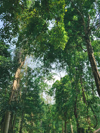 Low angle view of trees in forest