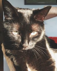 Close-up portrait of cat