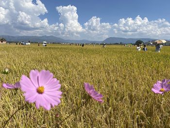 Scenic view of purple flower on field against sky