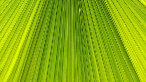 Full frame shot of green leaves