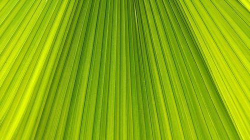 Full frame shot of palm leaf