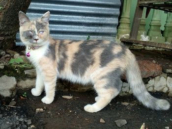 Portrait of cat standing outdoors