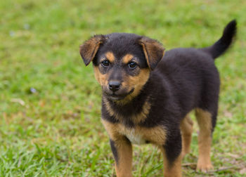 Portrait of puppy standing on field