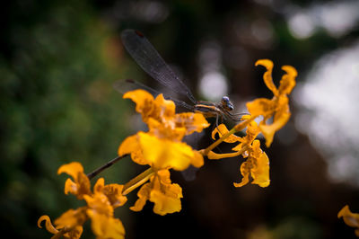 Close-up of butterfly pollinating on yellow flowering plant