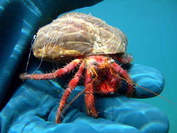 Close-up of turtle in sea