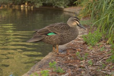 Mallard duck in water