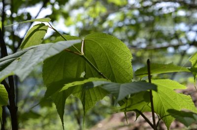 Close-up of leaves against blurred background