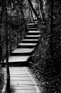 Steps leading to forest