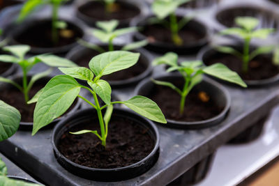 Close-up of potted plant chilling 