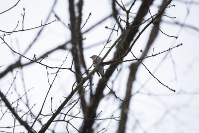 Close-up of a bare tree