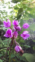 Close-up of pink flowering plant