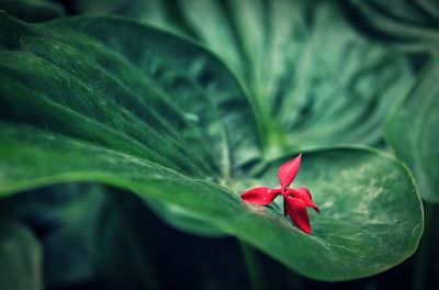 Close-up of red flowering plant