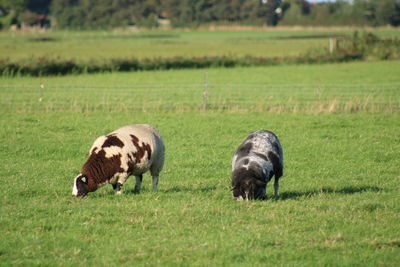 Sheep grazing on field