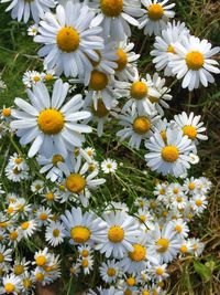 Close-up of daisies blooming in field