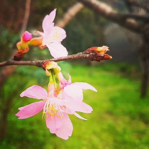 Close-up of pink flowers blooming outdoors