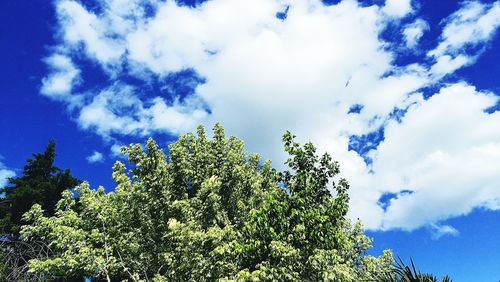 Low angle view of tree against blue sky