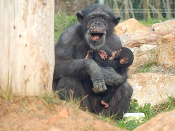 Portrait of ape with infant sitting on field