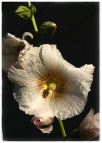 Close-up of flower blooming against black background