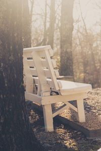 Empty bench amid tree trunks in the forest