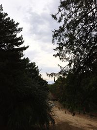 View of trees against sky