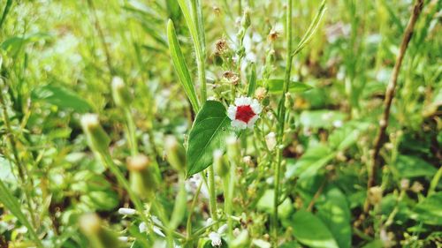 Close-up of red flower in grass