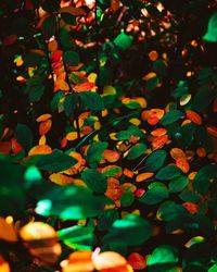 Close-up of green leaves