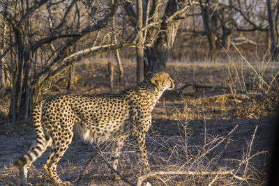 Full length of a cat on field