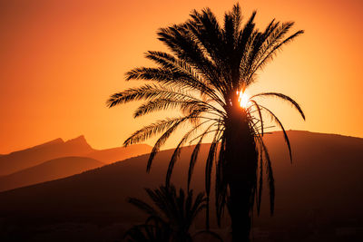 Low angle view of palm tree against sky during sunset