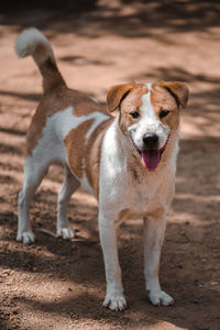 Portrait of dog standing on field