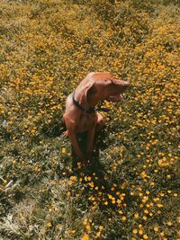 High angle view of dog on field
