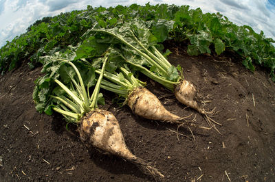 High angle view of radishes on farm