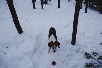 High angle view of dog on snow field