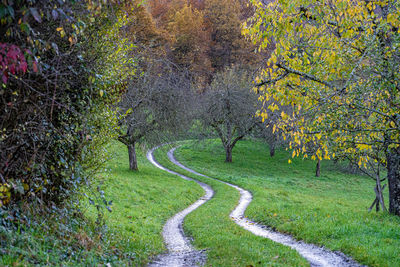 Trees in forest during autumn