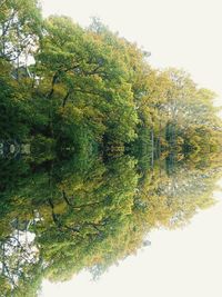 Scenic view of trees