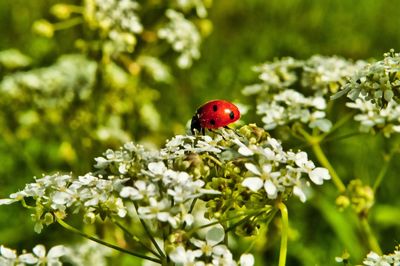 Close-up of ladybug on flower