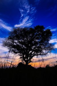 Low angle view of silhouette tree against sky during sunset