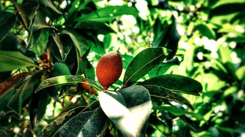 Close-up of berries growing on tree