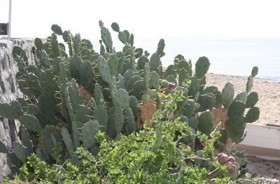 Close-up of fresh plants against sky